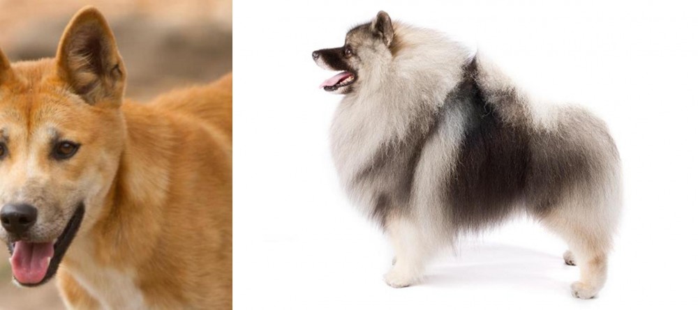 Keeshond vs Dingo - Breed Comparison