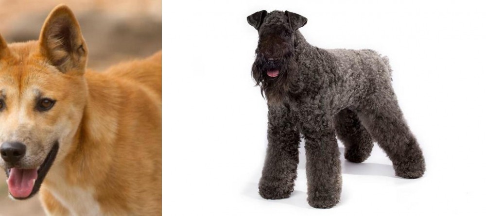 Kerry Blue Terrier vs Dingo - Breed Comparison
