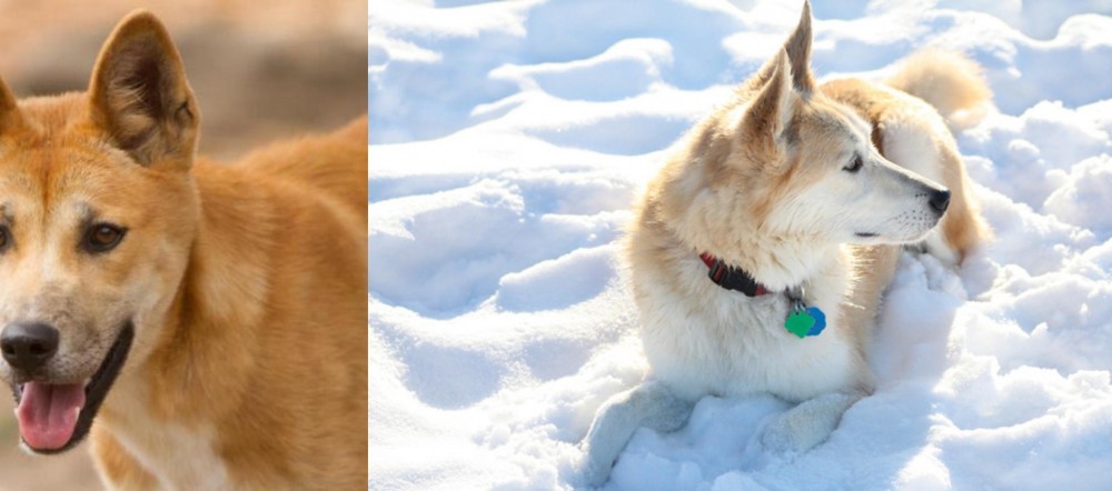 Labrador Husky vs Dingo - Breed Comparison