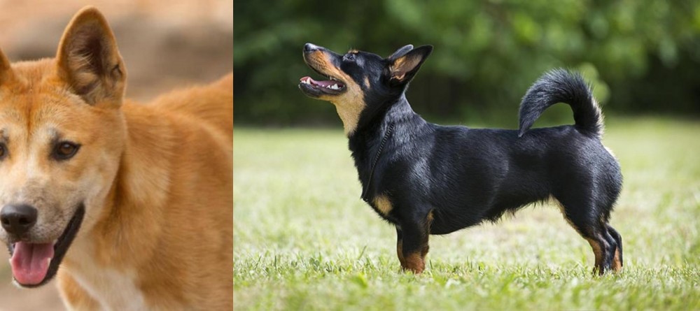 Lancashire Heeler vs Dingo - Breed Comparison