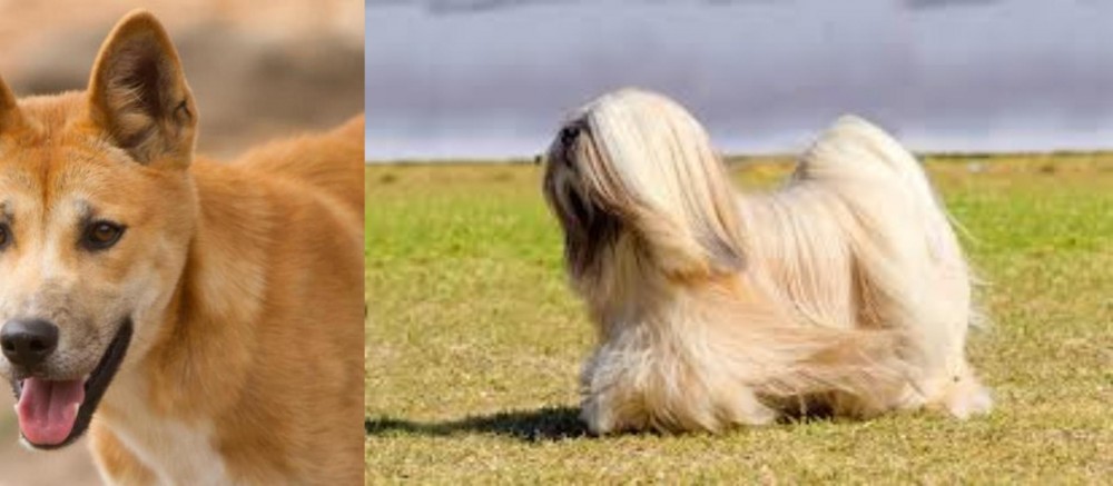 Lhasa Apso vs Dingo - Breed Comparison