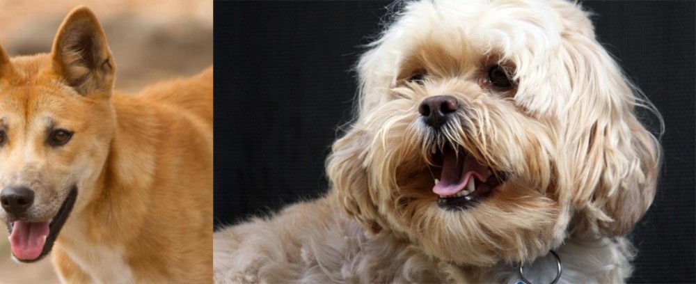 Lhasapoo vs Dingo - Breed Comparison
