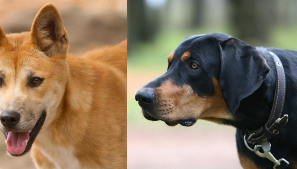 Lithuanian Hound vs Dingo - Breed Comparison