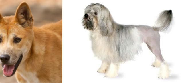 Lowchen vs Dingo - Breed Comparison