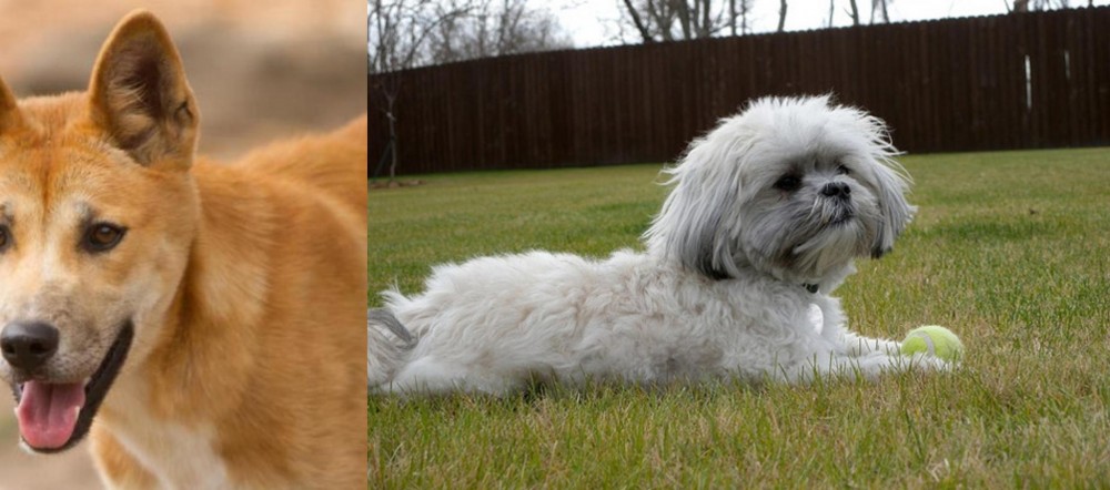 Mal-Shi vs Dingo - Breed Comparison