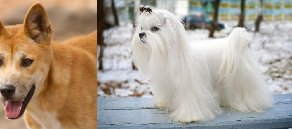 Maltese vs Dingo - Breed Comparison