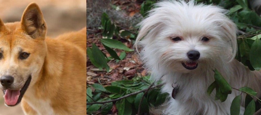 Malti-Pom vs Dingo - Breed Comparison