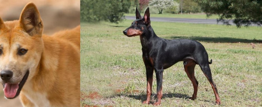 Manchester Terrier vs Dingo - Breed Comparison