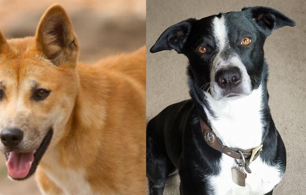 McNab vs Dingo - Breed Comparison