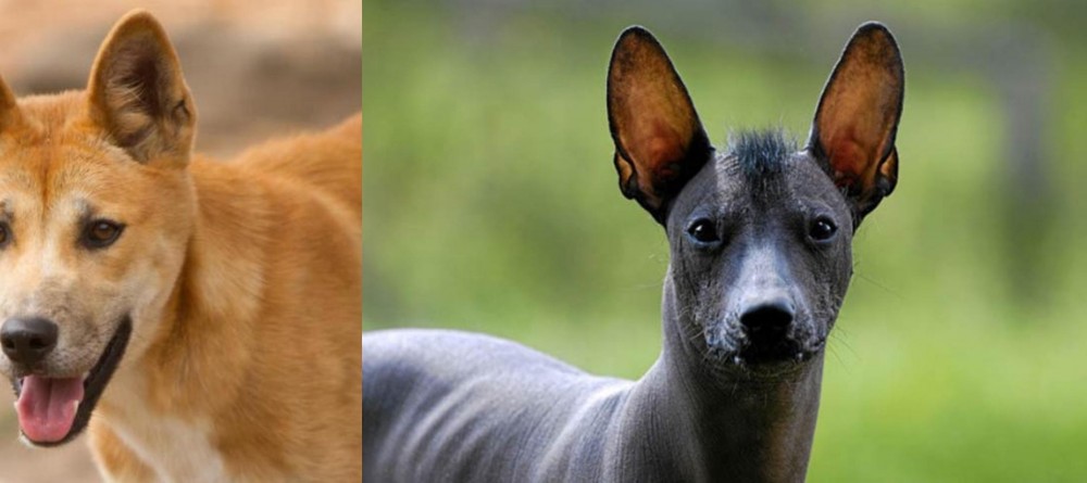 Mexican Hairless vs Dingo - Breed Comparison