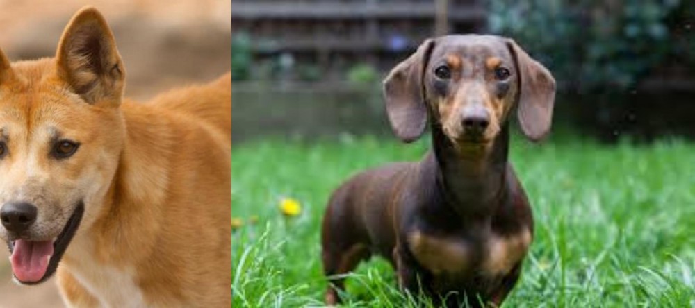 Miniature Dachshund vs Dingo - Breed Comparison
