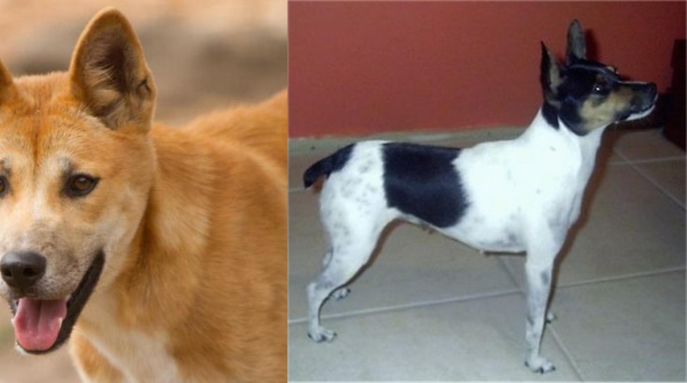 Miniature Fox Terrier vs Dingo - Breed Comparison