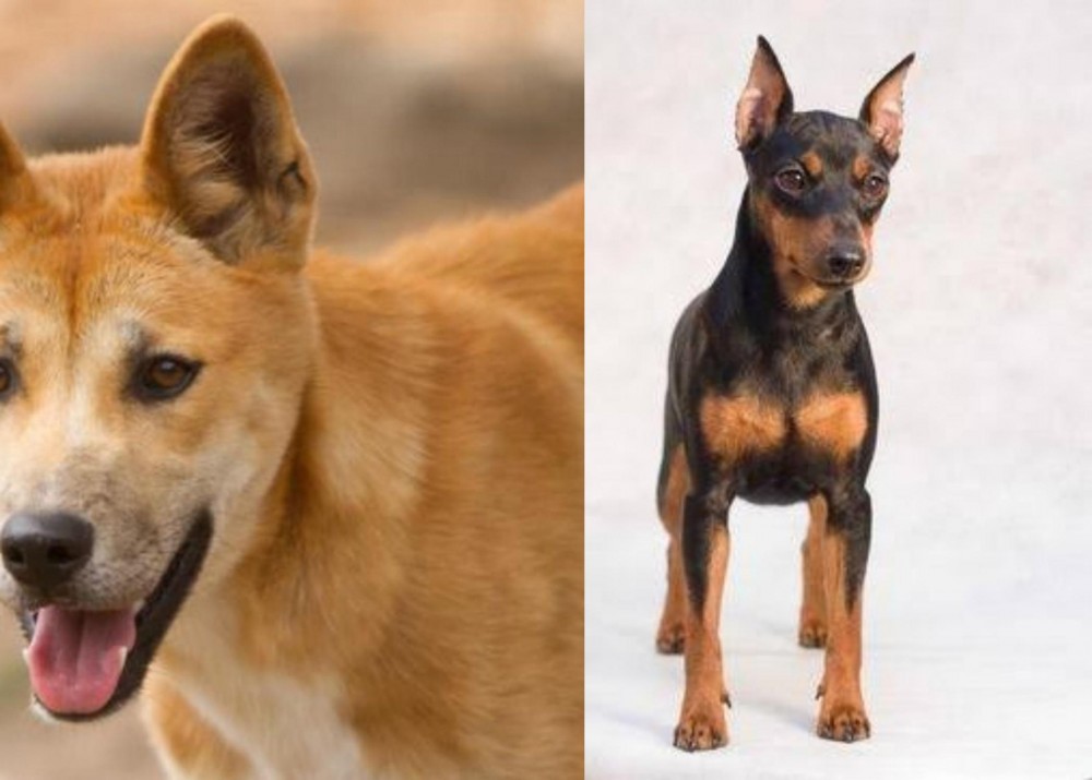 Miniature Pinscher vs Dingo - Breed Comparison