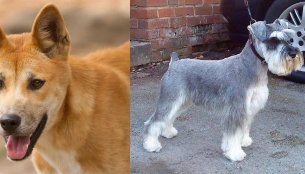 Miniature Schnauzer vs Dingo - Breed Comparison