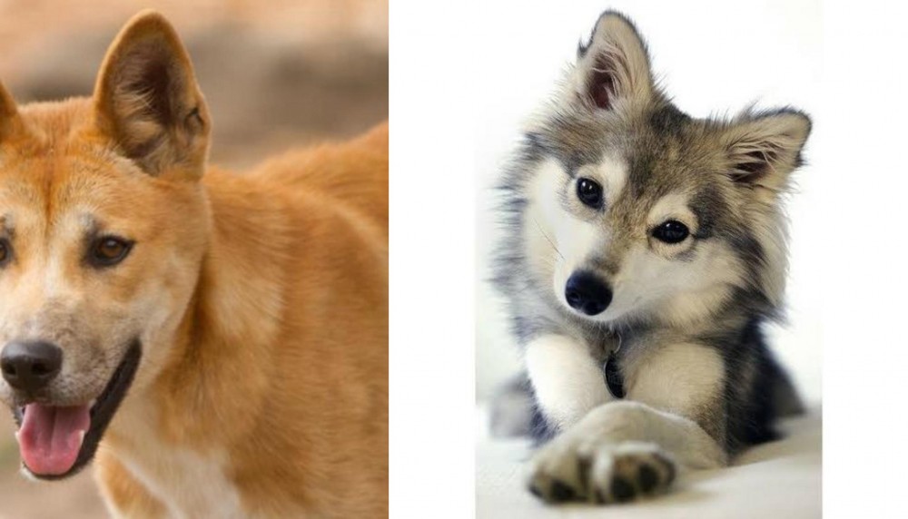Miniature Siberian Husky vs Dingo - Breed Comparison