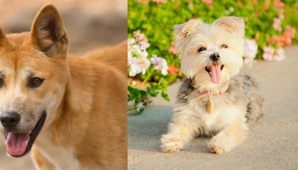 Morkie vs Dingo - Breed Comparison