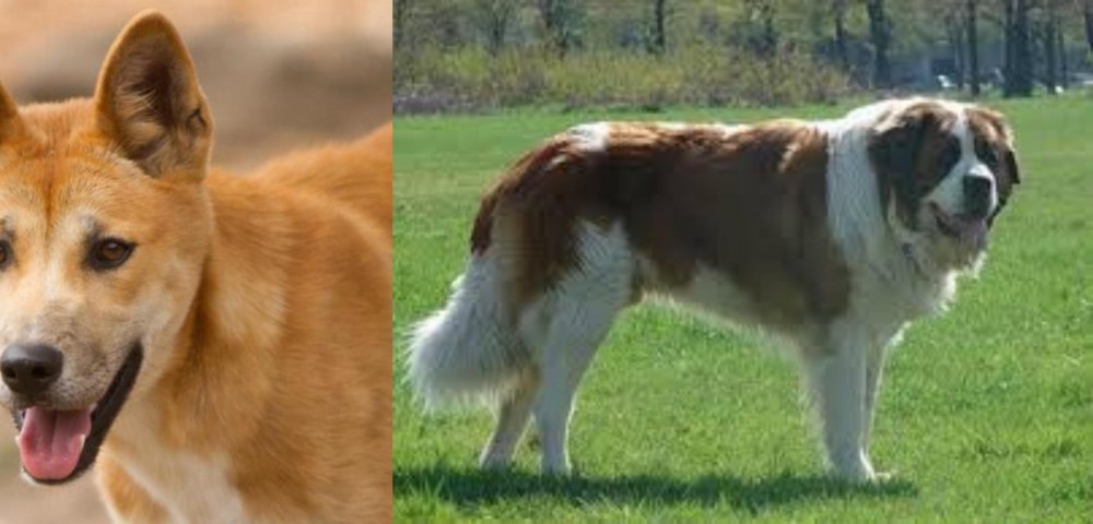 Moscow Watchdog vs Dingo - Breed Comparison