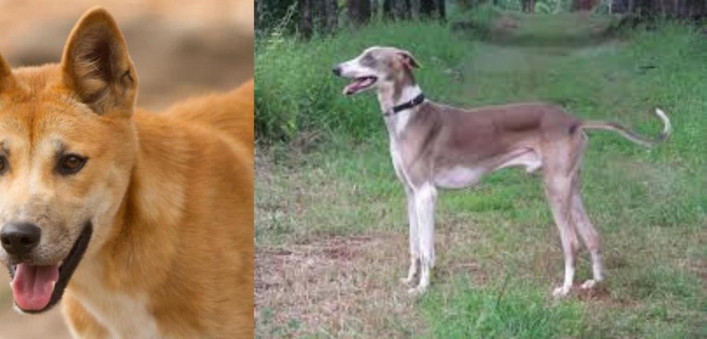 Mudhol Hound vs Dingo - Breed Comparison