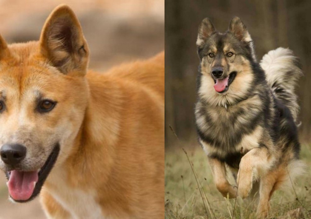Native American Indian Dog vs Dingo - Breed Comparison