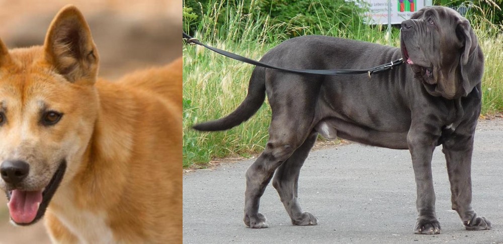 Neapolitan Mastiff vs Dingo - Breed Comparison