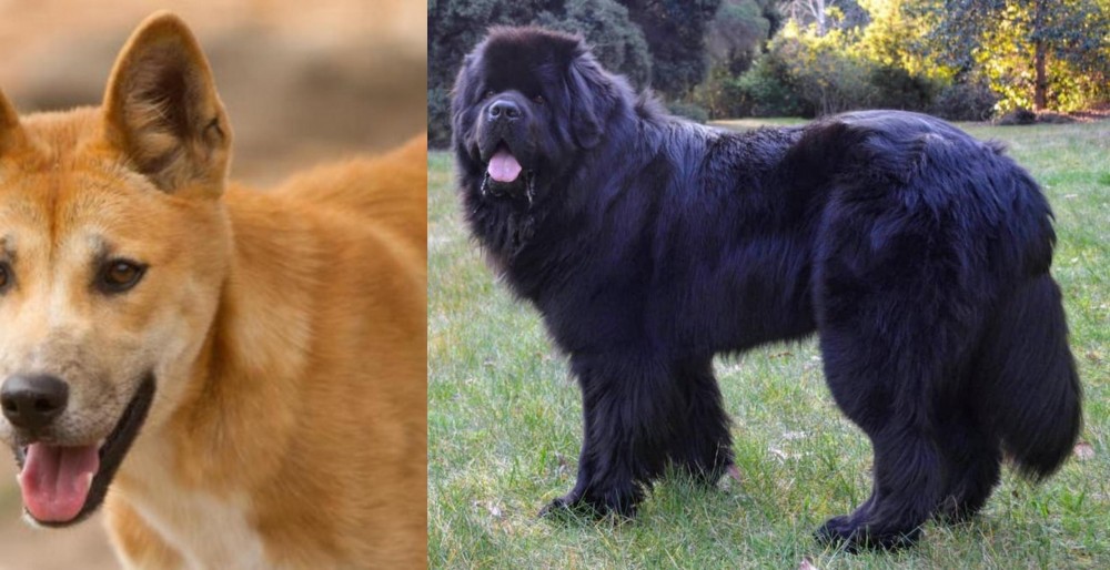 Newfoundland Dog vs Dingo - Breed Comparison