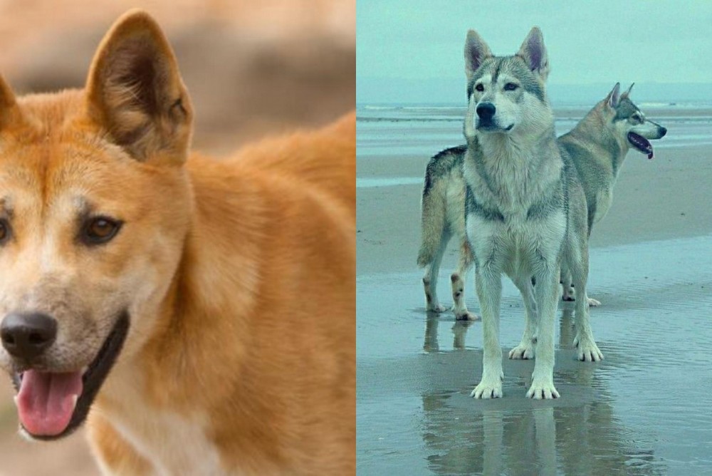 Northern Inuit Dog vs Dingo - Breed Comparison