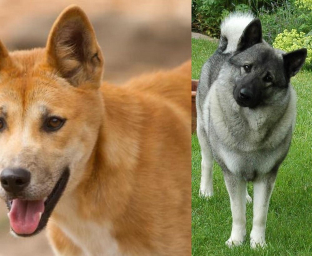 Norwegian Elkhound vs Dingo - Breed Comparison