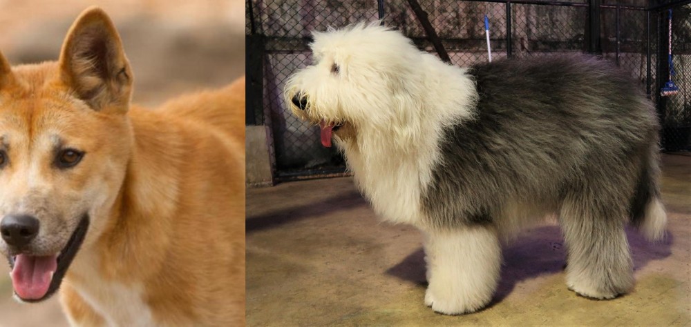 Old English Sheepdog vs Dingo - Breed Comparison