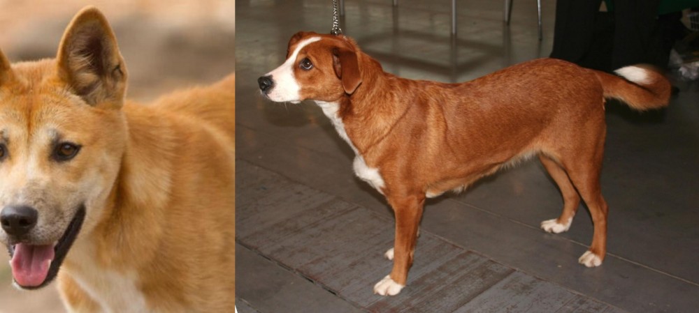 Osterreichischer Kurzhaariger Pinscher vs Dingo - Breed Comparison