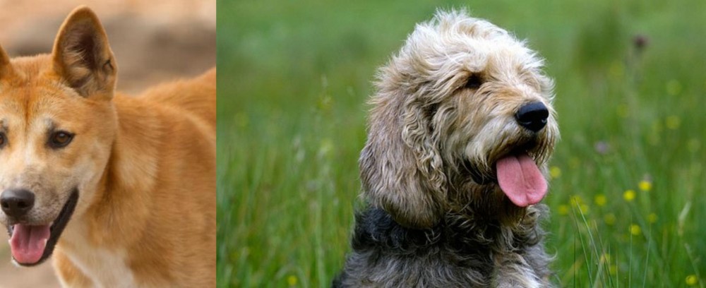 Otterhound vs Dingo - Breed Comparison
