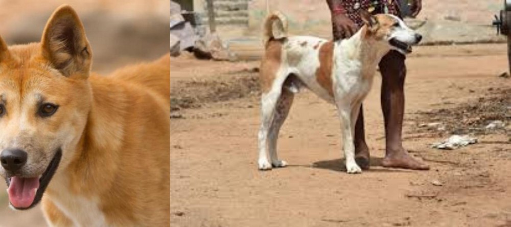 Pandikona vs Dingo - Breed Comparison