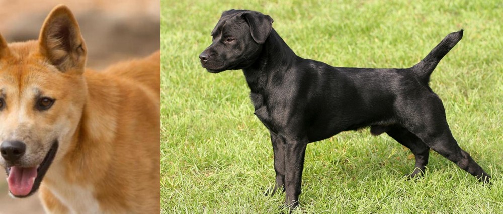 Patterdale Terrier vs Dingo - Breed Comparison