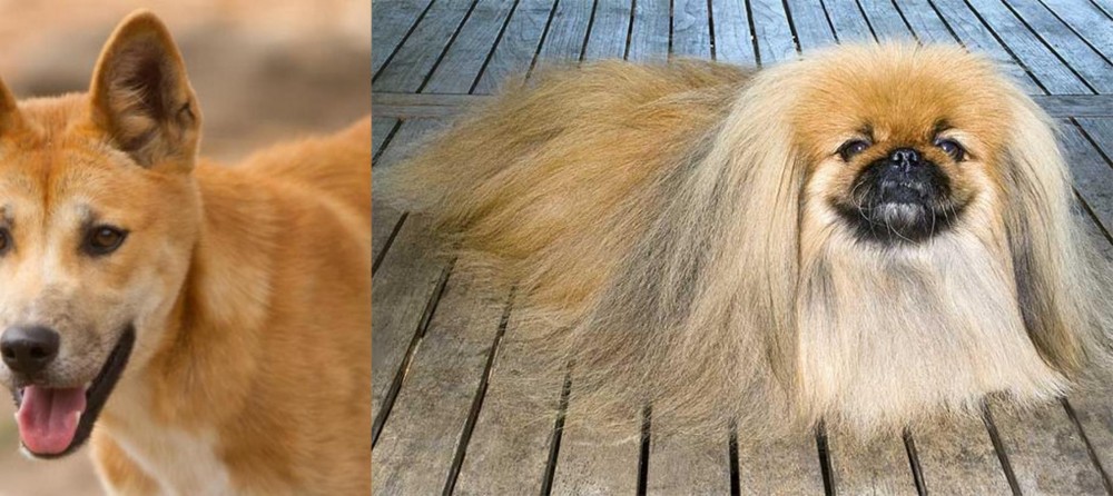 Pekingese vs Dingo - Breed Comparison