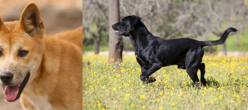 Perro de Pastor Mallorquin vs Dingo - Breed Comparison