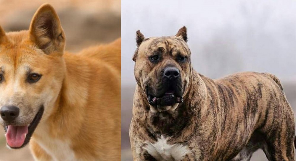 Perro de Presa Canario vs Dingo - Breed Comparison
