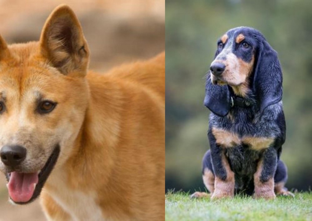 Petit Bleu de Gascogne vs Dingo - Breed Comparison