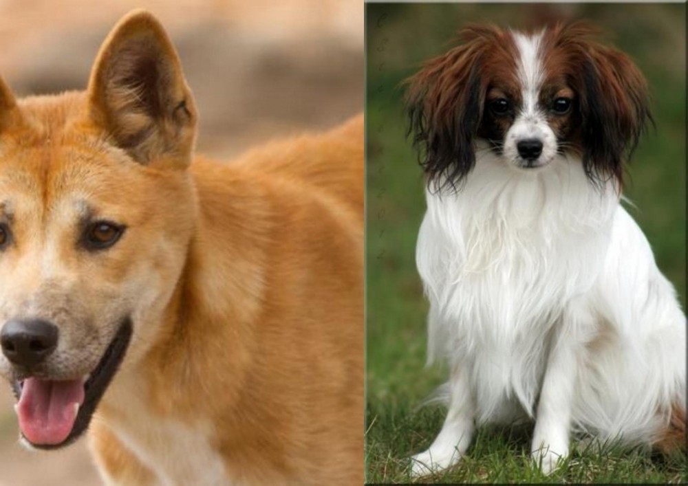Phalene vs Dingo - Breed Comparison