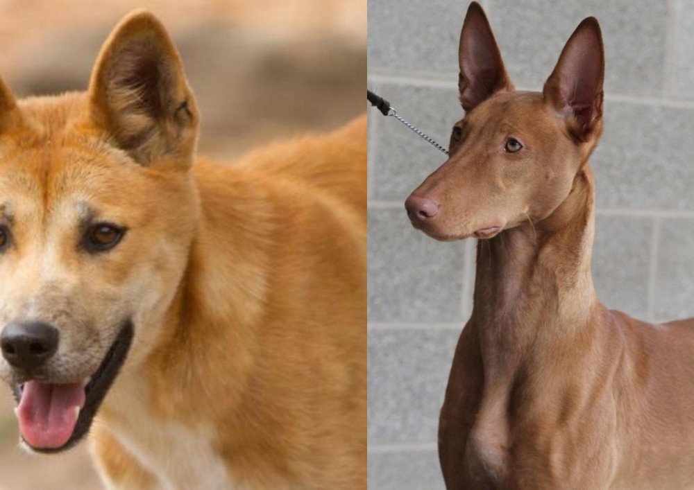 Pharaoh Hound vs Dingo - Breed Comparison
