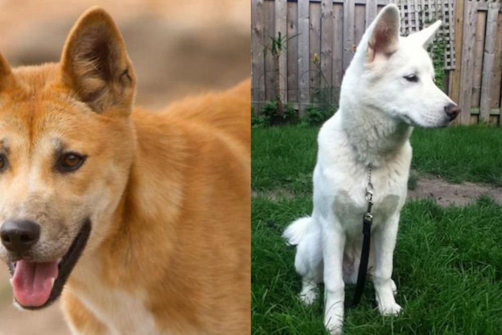 Phung San vs Dingo - Breed Comparison