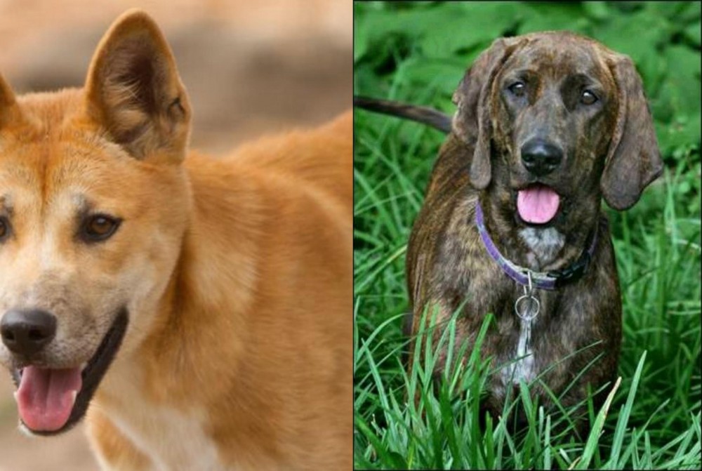 Plott Hound vs Dingo - Breed Comparison