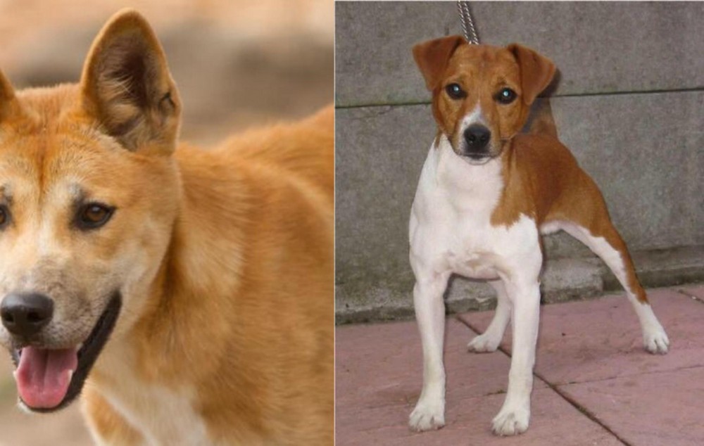 Plummer Terrier vs Dingo - Breed Comparison