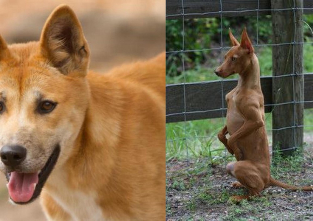 Podenco Andaluz vs Dingo - Breed Comparison