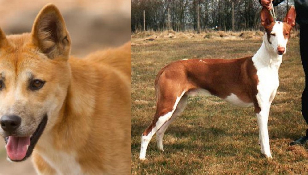 Podenco Canario vs Dingo - Breed Comparison