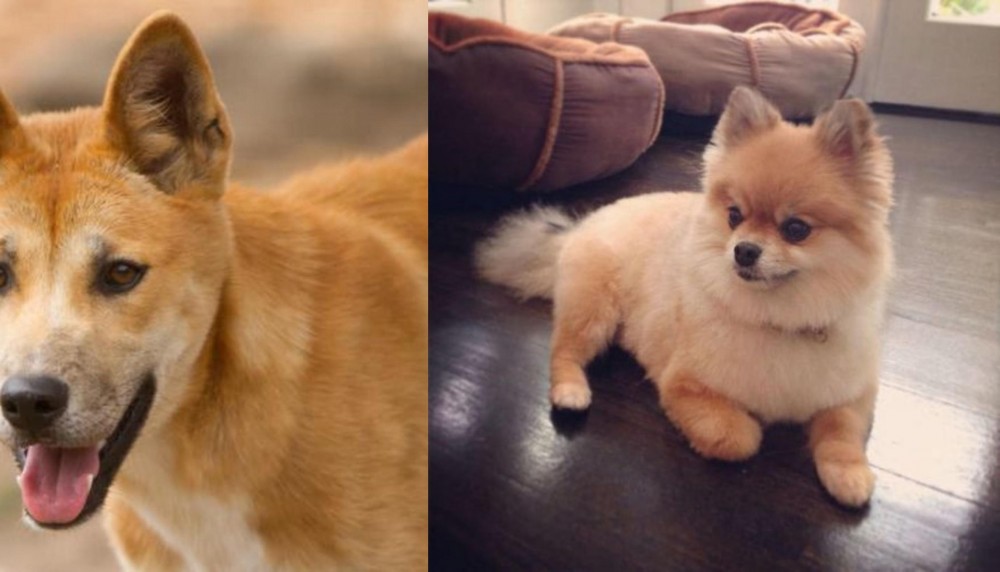 Pomeranian vs Dingo - Breed Comparison
