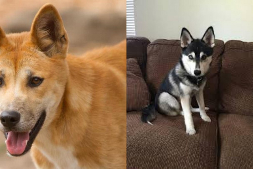 Pomsky vs Dingo - Breed Comparison