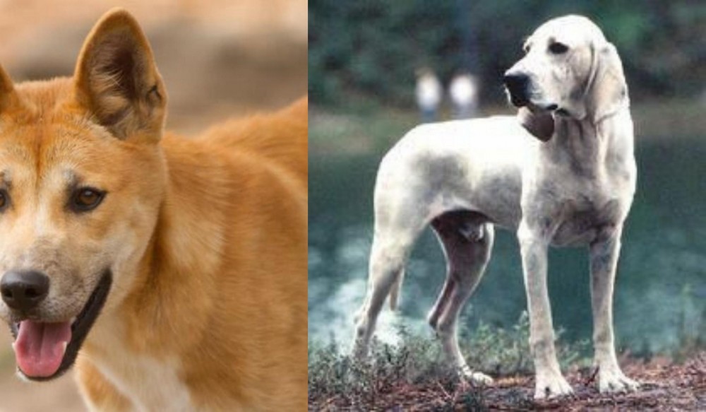 Porcelaine vs Dingo - Breed Comparison