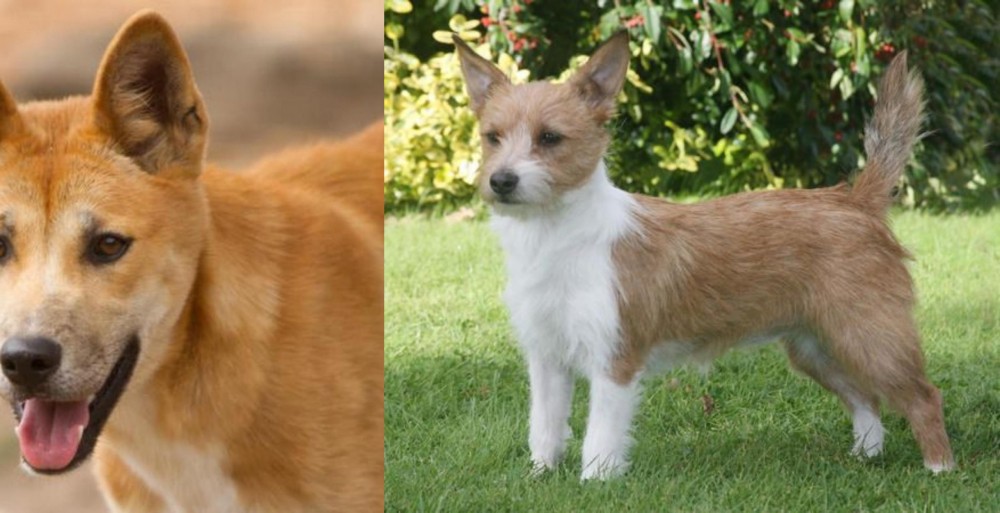 Portuguese Podengo vs Dingo - Breed Comparison