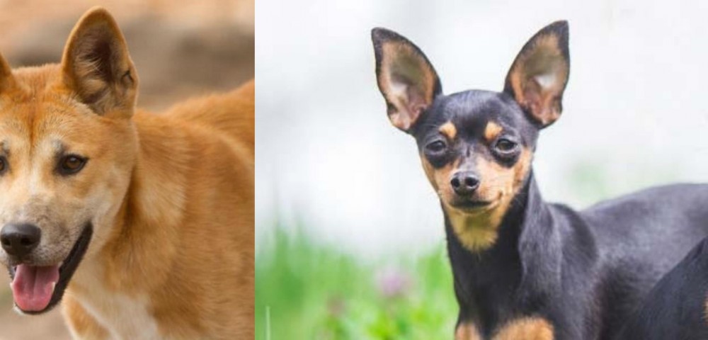 Prazsky Krysarik vs Dingo - Breed Comparison