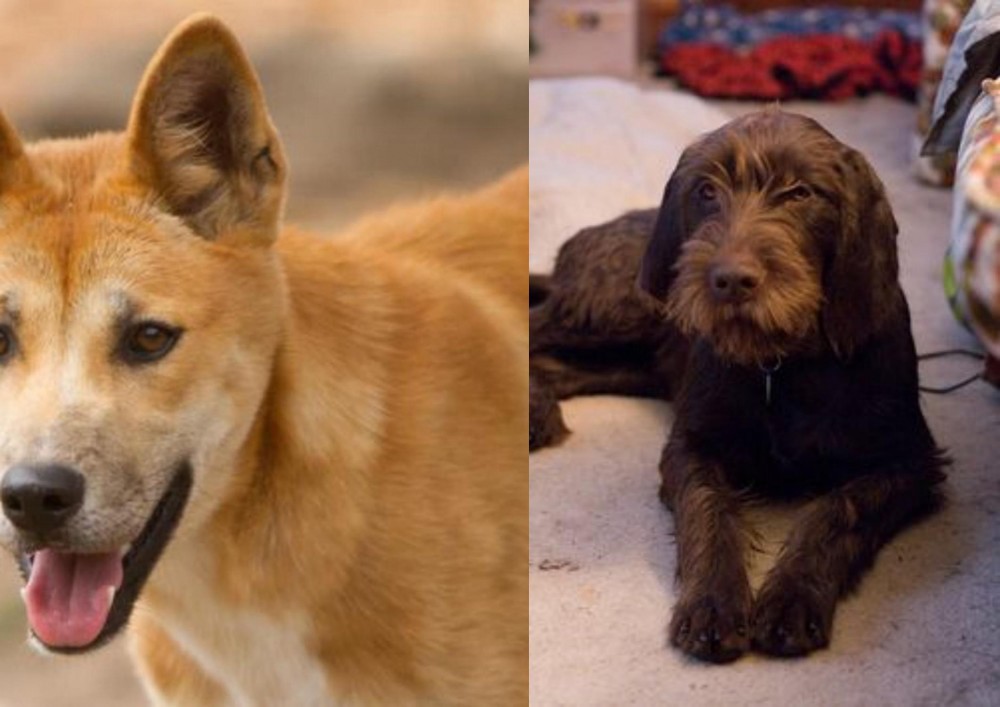 Pudelpointer vs Dingo - Breed Comparison