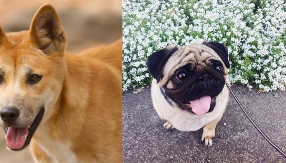 Pug vs Dingo - Breed Comparison